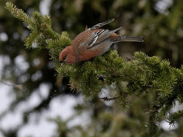 Taviokuurna, Pine Grosbeak, Pinicola enucleator