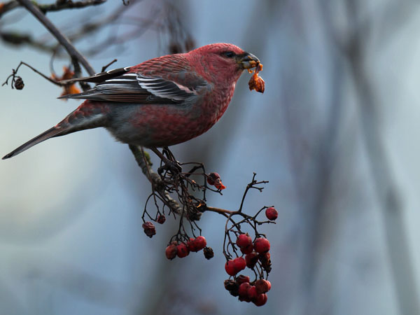 Taviokuurna, Pine Grosbeak, Pinicola enucleator