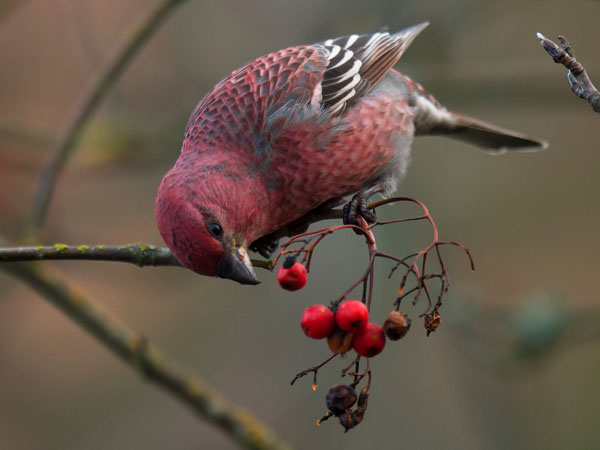 Taviokuurna, Pine Grosbeak, Pinicola enucleator