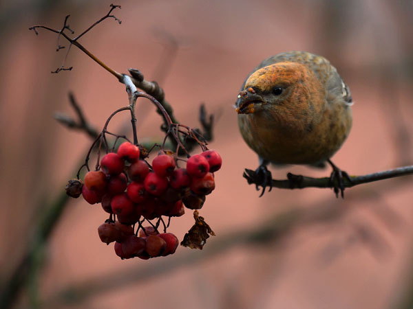 Taviokuurna, Pine Grosbeak, Pinicola enucleator