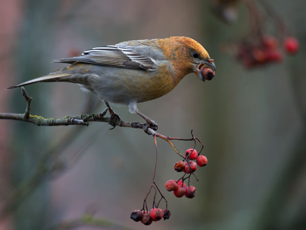 Taviokuurna, Pine Grosbeak, Pinicola enucleator