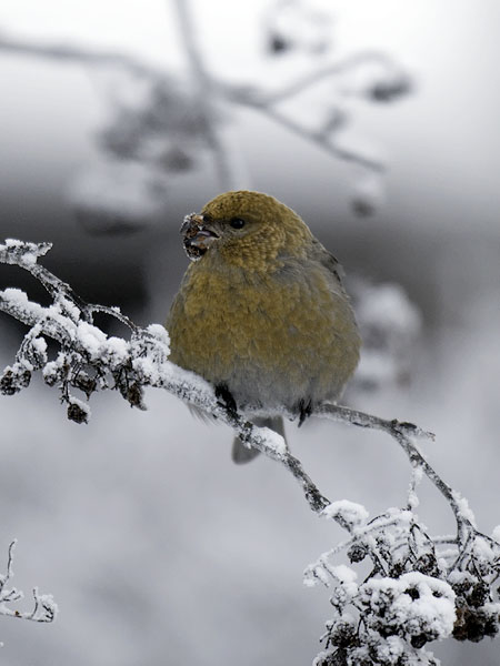 Taviokuurna, Pine Grosbeak, Pinicola enucleator