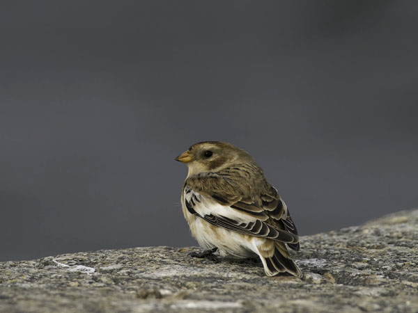 Pulmunen, Snow Bunting, Plectrophenax nivalis