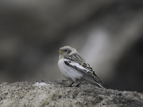 Pulmunen, Snow Bunting, Plectrophenax nivalis