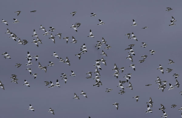 Pulmunen, Snow Bunting, Plectrophenax nivalis
