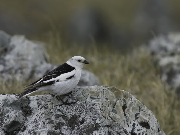 Pulmunen, Snow Bunting, Plectrophenax nivalis