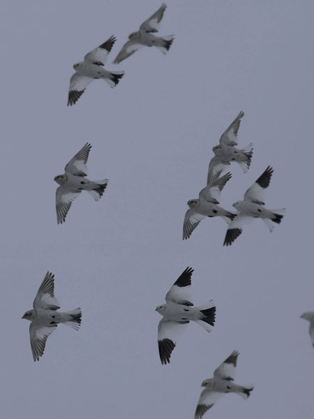 Pulmunen, Snow Bunting, Plectrophenax nivalis
