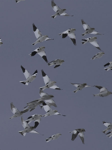 Pulmunen, Snow Bunting, Plectrophenax nivalis