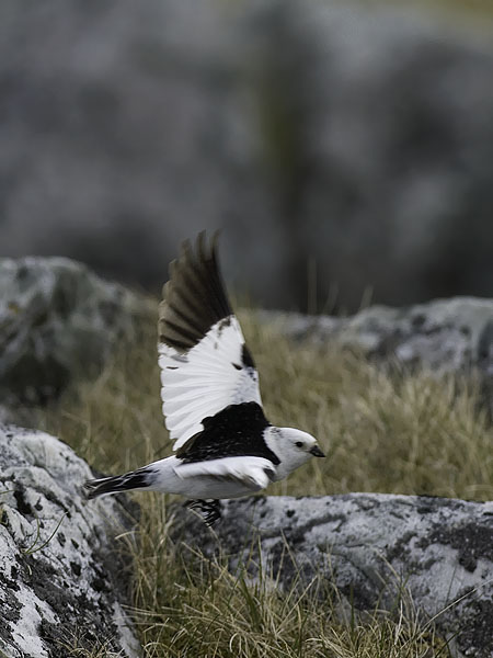 Pulmunen, Snow Bunting, Plectrophenax nivalis