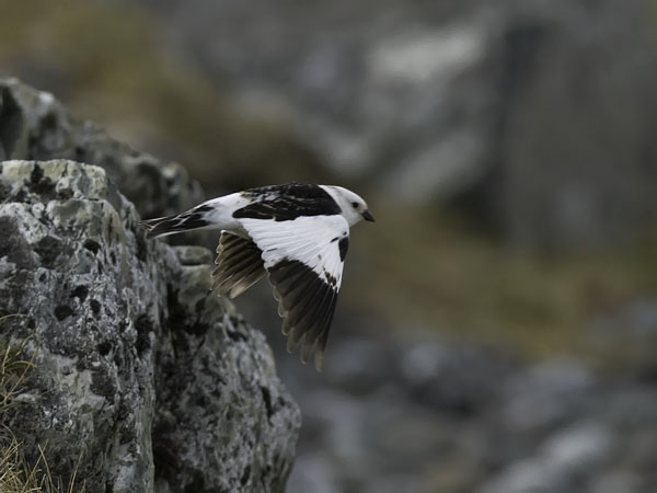 Pulmunen, Snow Bunting, Plectrophenax nivalis
