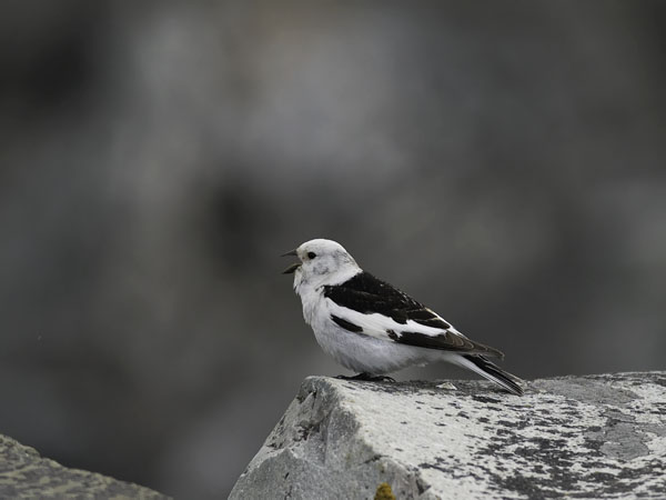 Pulmunen, Snow Bunting, Plectrophenax nivalis