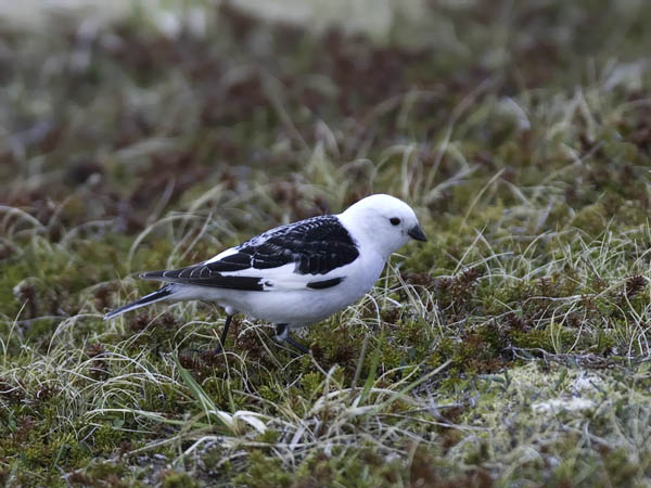 Pulmunen, Snow Bunting, Plectrophenax nivalis