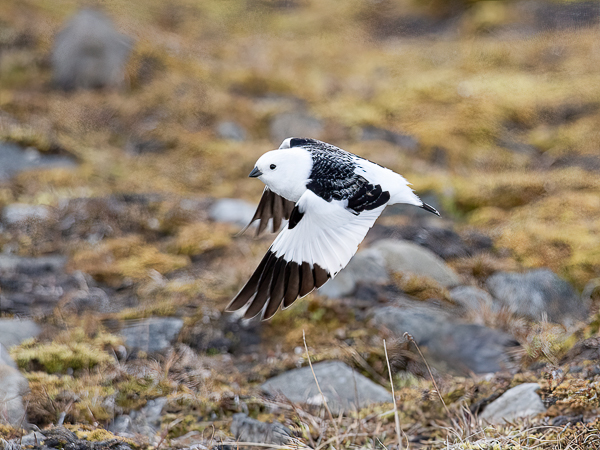 Pulmunen, Snow Bunting, Plectrophenax nivalis