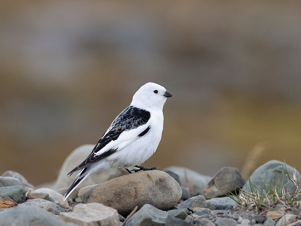 Pulmunen, Snow Bunting, Plectrophenax nivalis