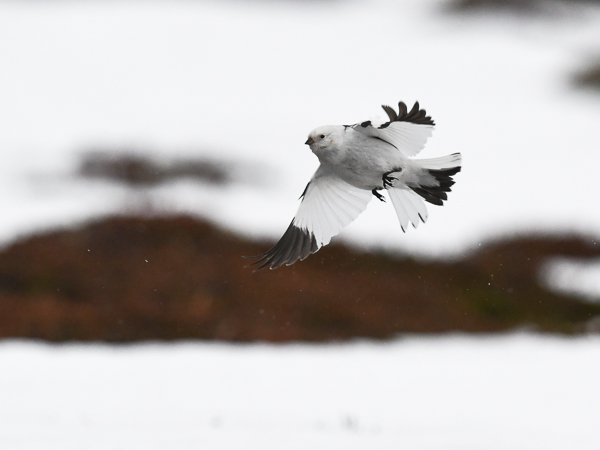 Pulmunen, Snow Bunting, Plectrophenax nivalis