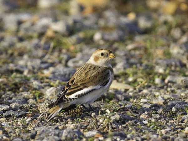 Pulmunen, Snow Bunting, Plectrophenax nivalis
