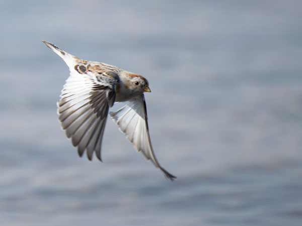 Pulmunen, Snow Bunting, Plectrophenax nivalis