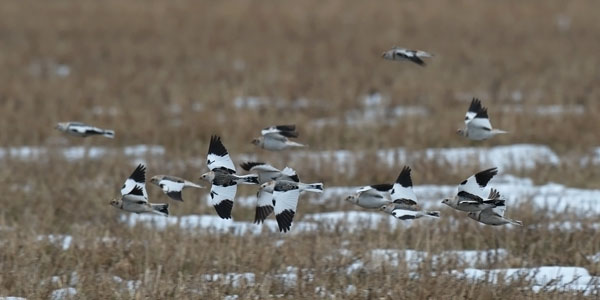 Pulmunen, Snow Bunting, Plectrophenax nivalis