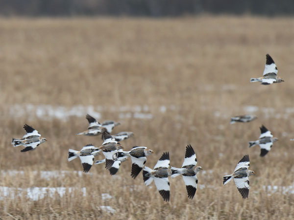 Pulmunen, Snow Bunting, Plectrophenax nivalis