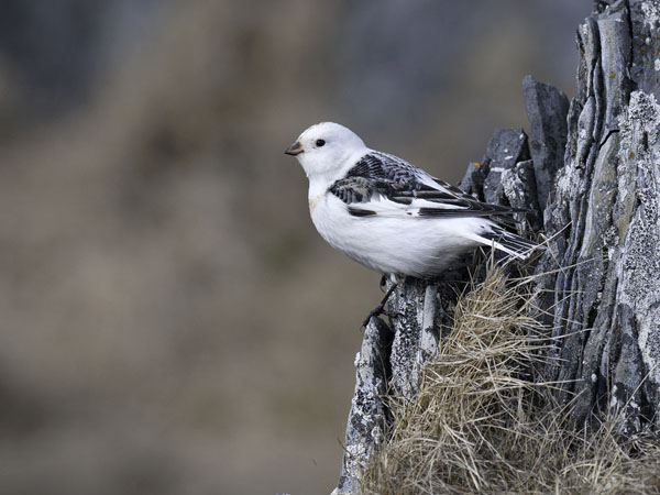 Pulmunen, Snow Bunting, Plectrophenax nivalis