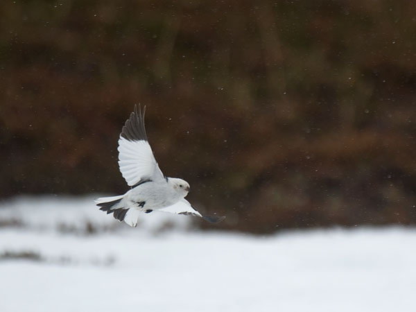 Pulmunen, Snow Bunting, Plectrophenax nivalis