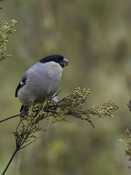 Punatulkku, Eurasian Bullfinch, Pyrrhula pyrrhula