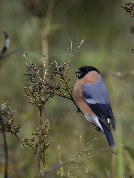 Punatulkku, Eurasian Bullfinch, Pyrrhula pyrrhula