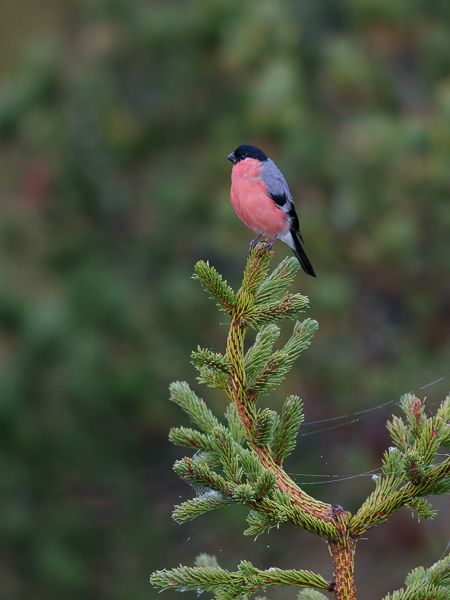 Punatulkku, Eurasian Bullfinch, Pyrrhula pyrrhula