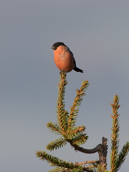 Punatulkku, Eurasian Bullfinch, Pyrrhula pyrrhula