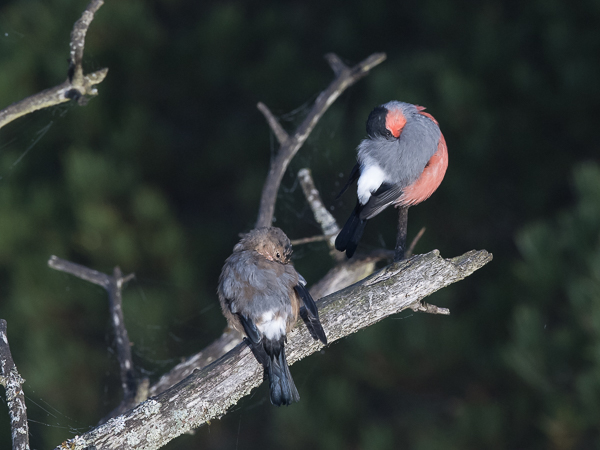 Punatulkku, Eurasian Bullfinch, Pyrrhula pyrrhula