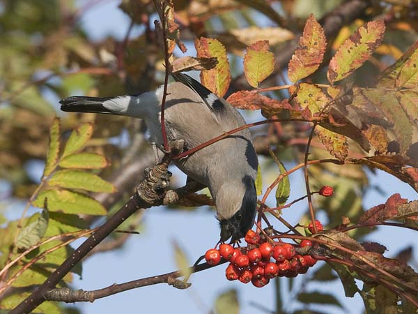 Punatulkku, Eurasian Bullfinch, Pyrrhula pyrrhula