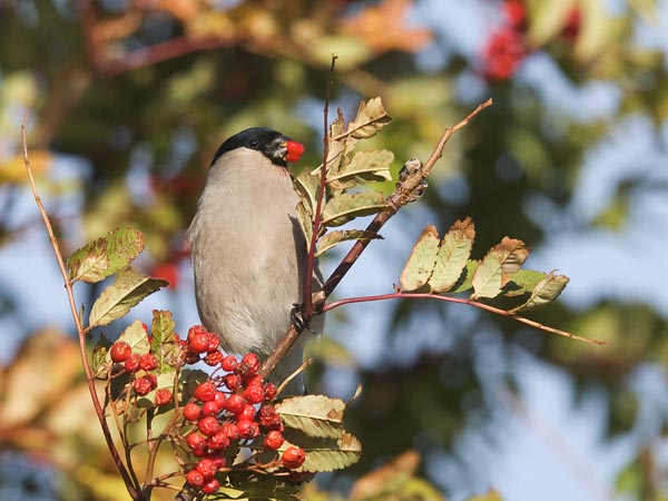 Punatulkku, Eurasian Bullfinch, Pyrrhula pyrrhula