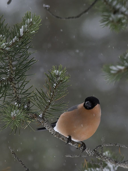 Punatulkku, Eurasian Bullfinch, Pyrrhula pyrrhula