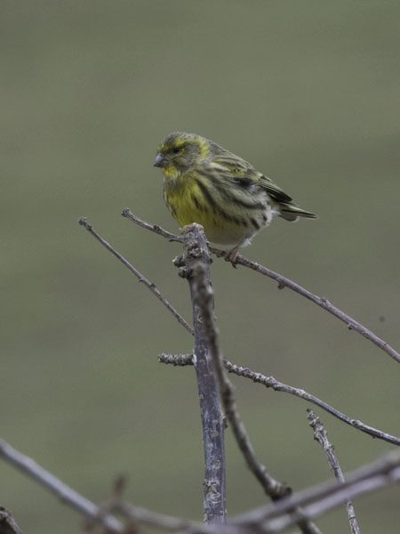 Keltahemppo, European Serin, Serinus serinus