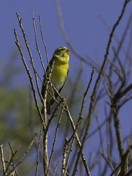 Keltahemppo, European Serin, Serinus serinus