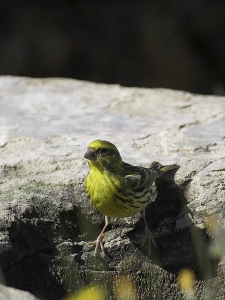Keltahemppo, European Serin, Serinus serinus