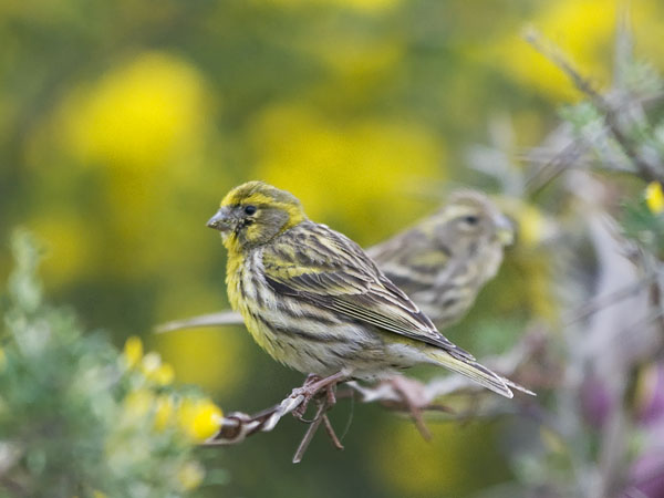 Keltahemppo, European Serin, Serinus serinus