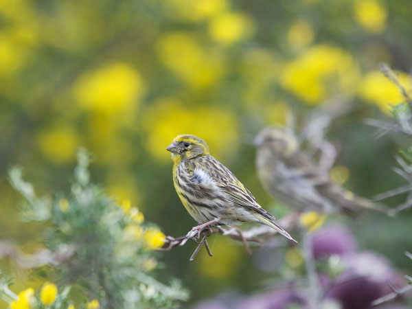 Keltahemppo, European Serin, Serinus serinus
