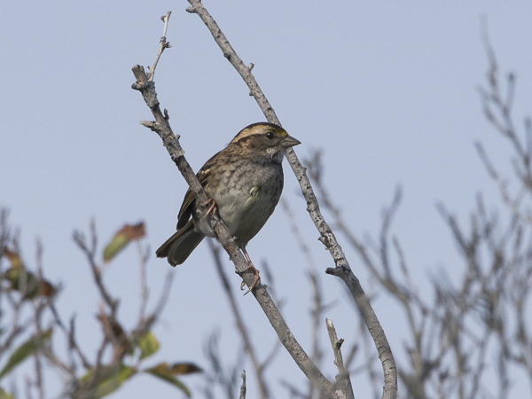 Valkokurkkusirkku, White-throated Sparrow, Zonotrichia albicollis