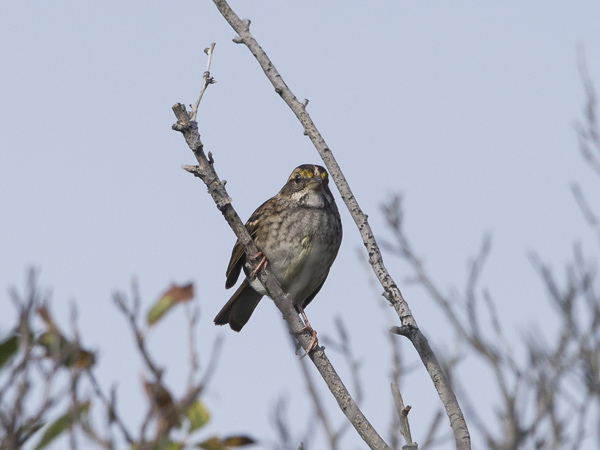 Valkokurkkusirkku, White-throated Sparrow, Zonotrichia albicollis