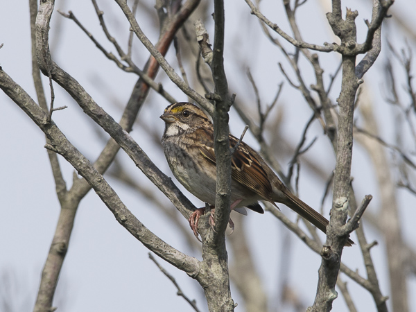 Valkokurkkusirkku, White-throated Sparrow, Zonotrichia albicollis