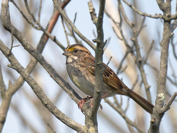 Valkokurkkusirkku, White-throated Sparrow, Zonotrichia albicollis