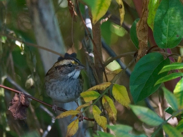 Valkokurkkusirkku, White-throated Sparrow, Zonotrichia albicollis
